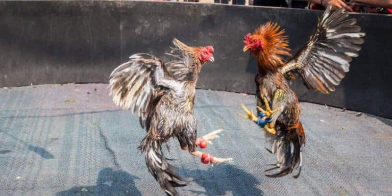 bi quyet choi ga da cua sat