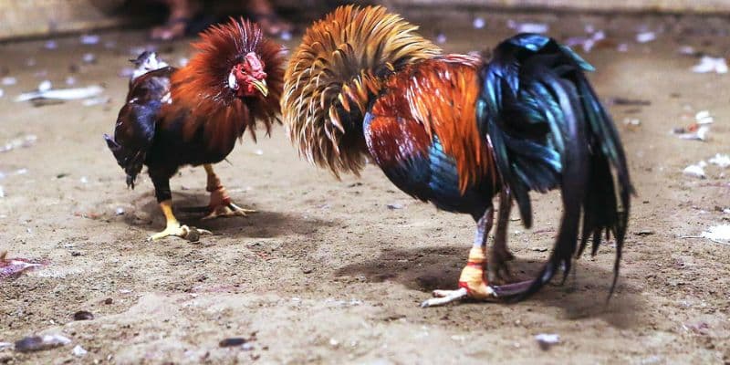 da ga truc tiep c3 cung cap khuyen mai khung