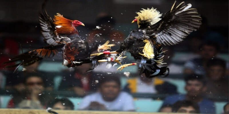 da ga truc tiep thomo hom nay 2 hinh thuc da