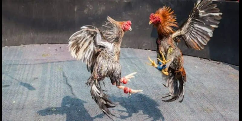 Đá Gà Trực Tiếp Thomo Hôm Nay Gay Cấn Kịch Tính Thắng Lớn 2 da ga truc tiep thomo hom nay du loai ga