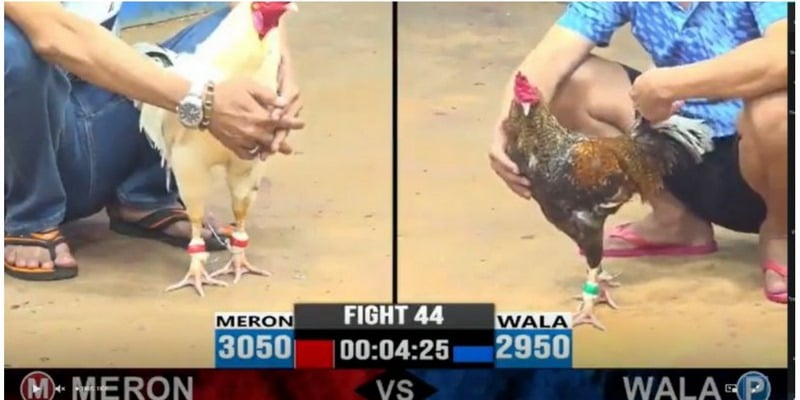 da ga truc tiep thomo hom nay tren mang