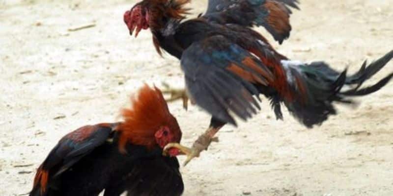 duong truyen da ga truc tiep c3 on dinh