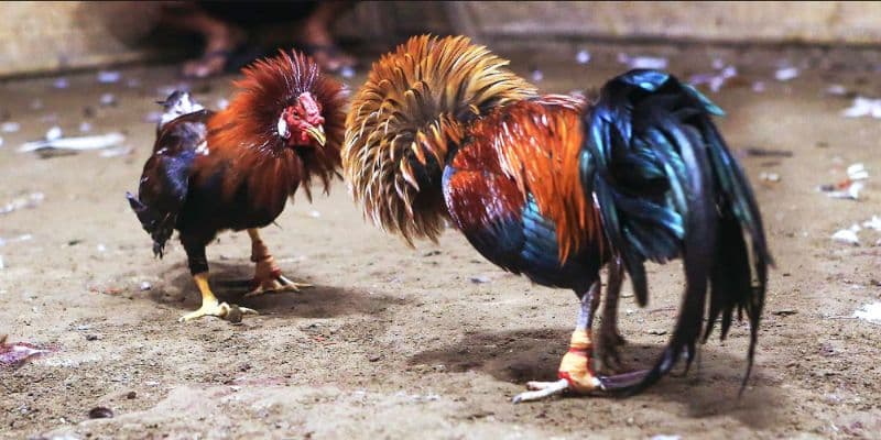 luat choi ga da cua sat