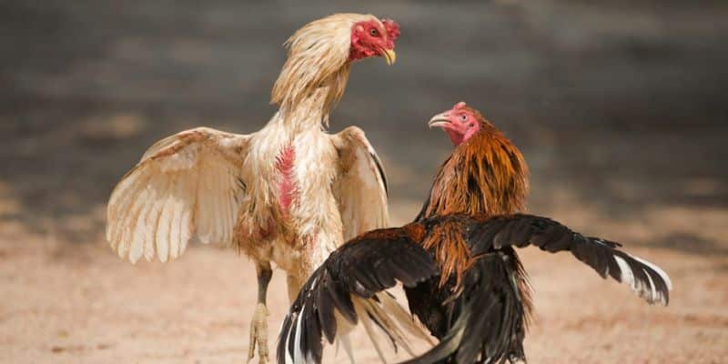 luu y khi xem da ga truc tiep c3