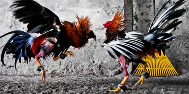 nhung loi ich khi choi ga da cua sat