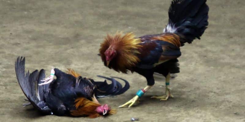 thong tin ga da cua sat