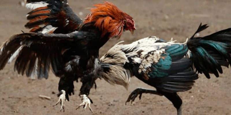 tim hieu da ga truc tiep c3