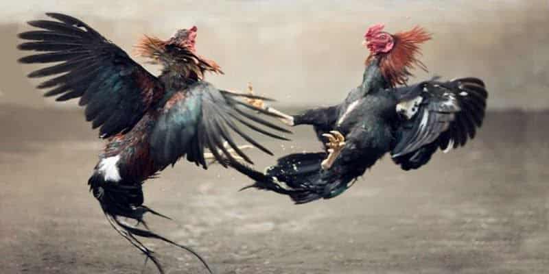 tran da ga 24 ty man doi dau hap dan