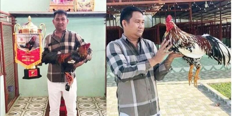 tran da ga 24 ty tranh luan xung quanh