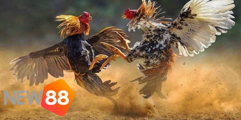 cách đá gà qua mạng