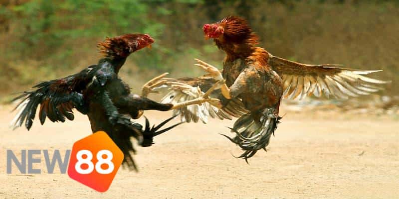 cách đá gà qua mạng