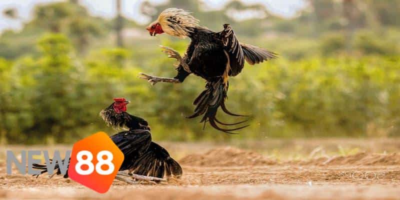 cách đá gà qua mạng