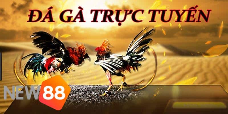 đá gà casino