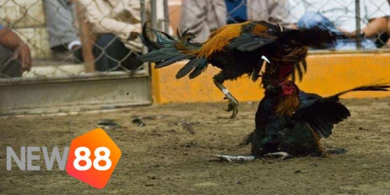 luật đá gà online