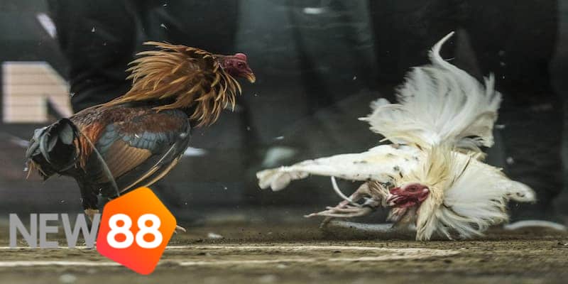 luật đá gà online