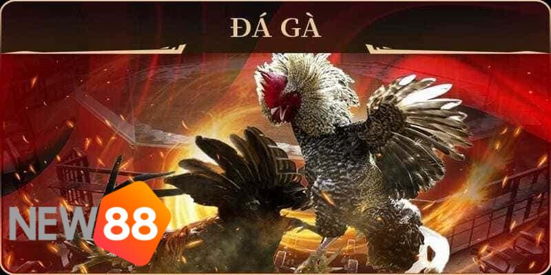 luật đá gà online