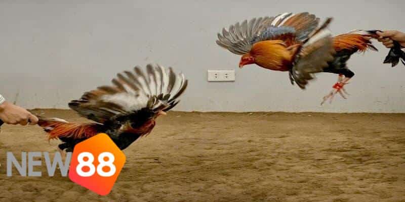 trực tiếp đá gà tre