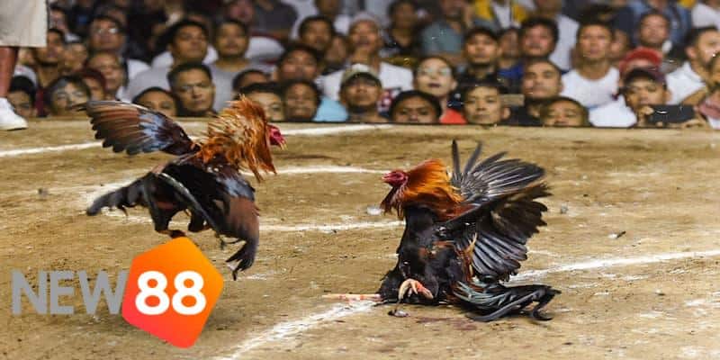 trực tiếp đá gà tre