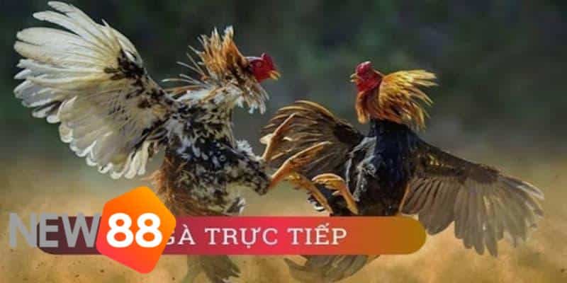 trực tiếp đá gà tre