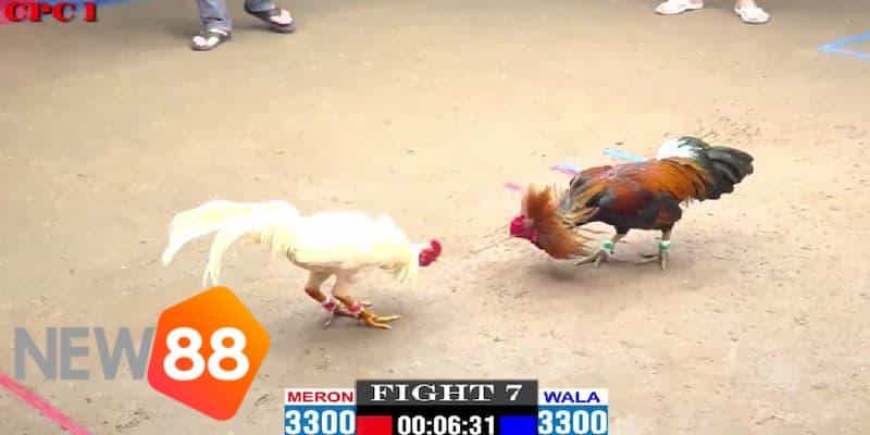 trường đá gà 67