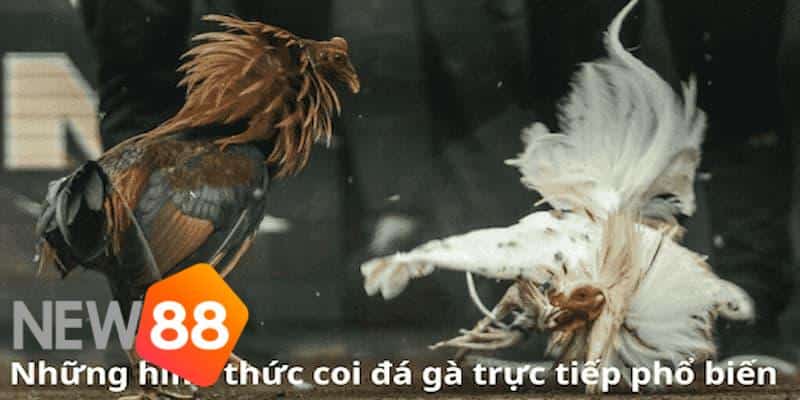 trường đá gà 67