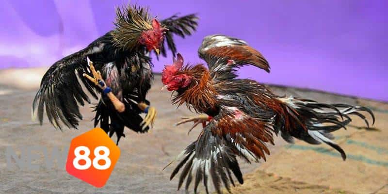 trường đá gà 67