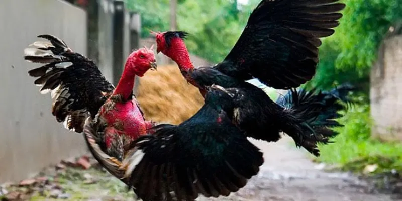 Chiến thuật cược đá gà hiệu quả từ các cao thủ không thể bỏ qua 2 Nắm vững thông tin cơ bản về cá cược đá gà