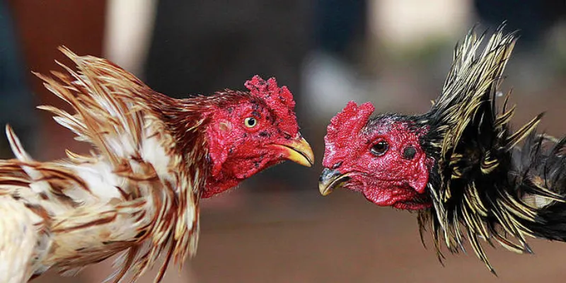 Chiến thuật cược đá gà hiệu quả từ các cao thủ không thể bỏ qua 3 Tìm hiểu về các loại cược đá gà phổ biến