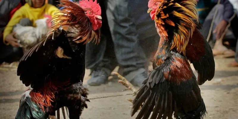 Chiến thuật cược đá gà hiệu quả từ các cao thủ không thể bỏ qua 4 Kinh nghiệm chia sẻ từ các cao thủ cược đá gà hiệu quả