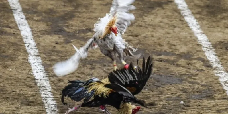 Trải nghiệm đá gà philippines – Những trận đấu kịch tính nhất 2 Đôi nét tổng quan về đá gà philippines