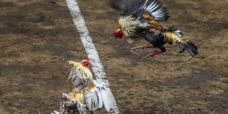Trải nghiệm đá gà philippines – Những trận đấu kịch tính nhất 3 Quy tắc và cách chơi đá gà philippines tại New88