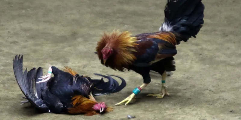 Trải nghiệm đá gà philippines – Những trận đấu kịch tính nhất 4 Mẹo cá cược đá gà philippines hữu ích tại New88