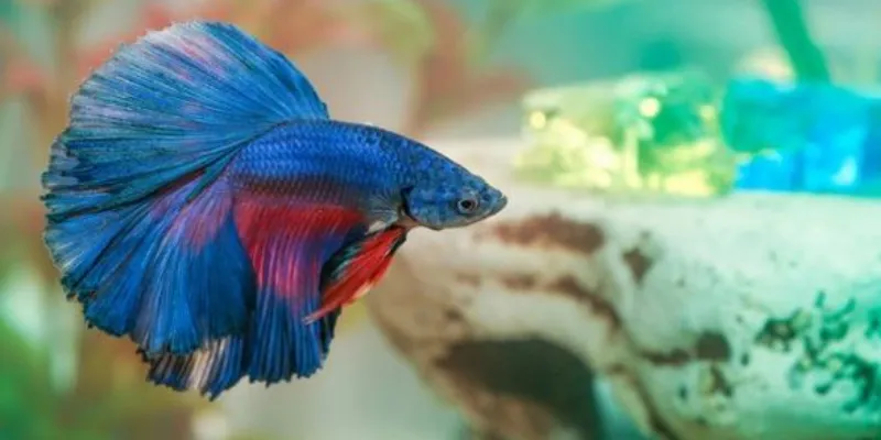 Giải mã ý nghĩ giấc mơ thấy cá