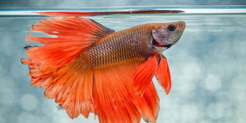 Các loại cá và ý nghĩa tương ứng