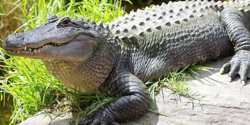 Chi tiết về ý nghĩa giấc mơ thấy cá sấu với từng bối cảnh