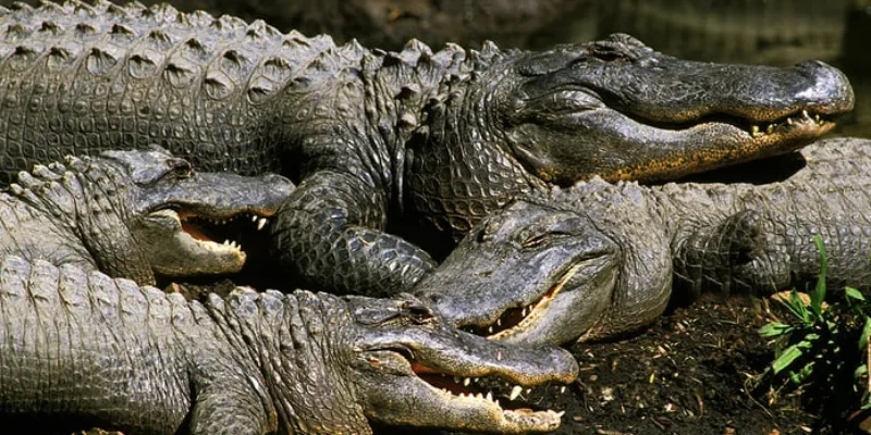 Mơ thấy cá sấu tấn công