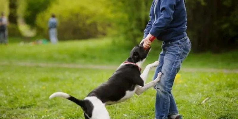 Nằm mơ thấy chó cắn: Điềm báo may mắn hay rủi ro? 2 Chi tiết ý nghĩa các trường hợp mơ thấy chó cắn