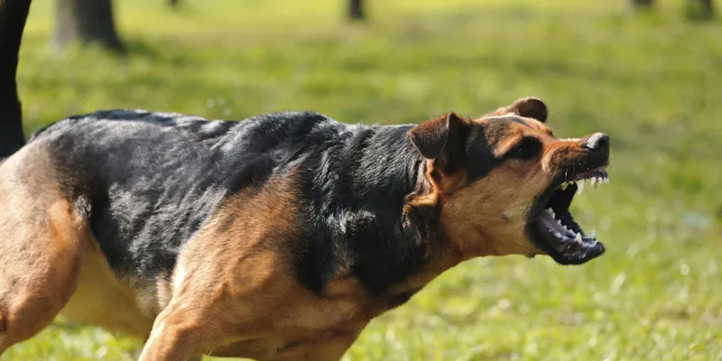 Nằm mơ thấy chó cắn: Điềm báo may mắn hay rủi ro? 3 Mơ thấy chó cắn vào tay