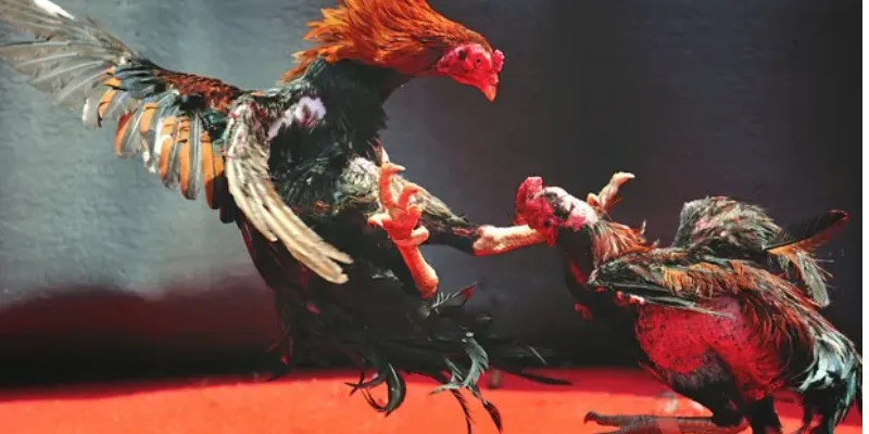 Xem đá gà tại New88 – Hòa mình vào những cuộc chiến nảy lửa 2 Ưu điểm vượt trội khi xem đá gà trực tuyến tại New 88