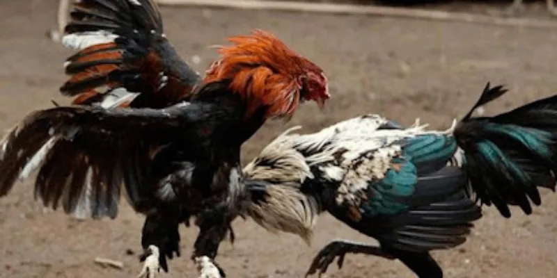 Xem đá gà tại New88 – Hòa mình vào những cuộc chiến nảy lửa 3 Nắm bắt chi tiết cách xem đá gà tại New88