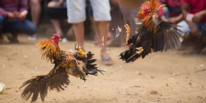 Tìm hiểu các loại hình đá gà Campuchia