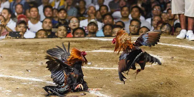 Quy tắc chơi đá gà Campuchia