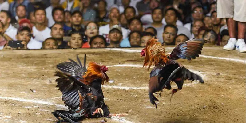 Nắm rõ tỷ lệ cược đá gà Campuchia tại New 88