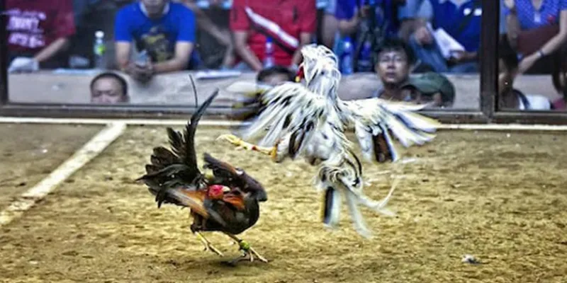 Bí quyết cược đá gà Campuchia hiệu quả tại New88