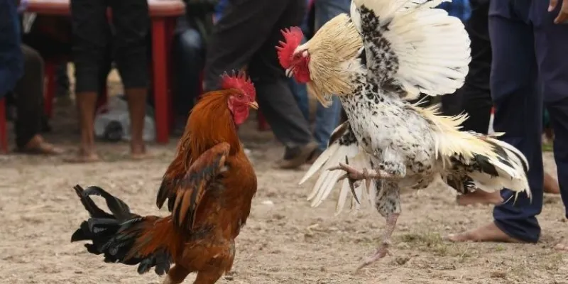 Một số mẹo cược đá gà Campuchia hiệu quả tại New88