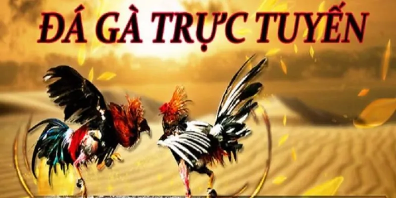 Đá gà Thomo tại New88 - Hướng dẫn chiến lược cược giúp bạn trúng lớn 2 Thông tin cơ bản về đá gà Thomo