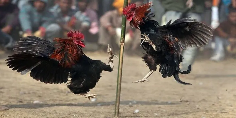 Đá gà Thomo tại New88 - Hướng dẫn chiến lược cược giúp bạn trúng lớn 3 Chi tiết cách xem và tham gia cược đá gà thomo