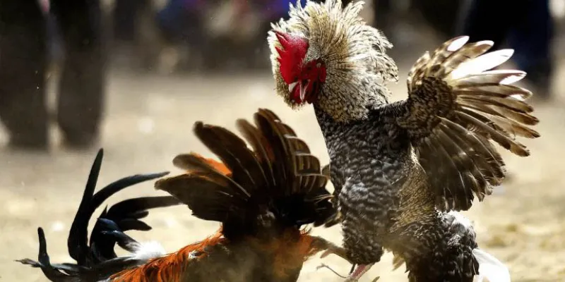 Đá gà Thomo tại New88 - Hướng dẫn chiến lược cược giúp bạn trúng lớn 4 Kinh nghiệm cược đá gà thomo tại new88 tối ưu tỷ lệ thắng