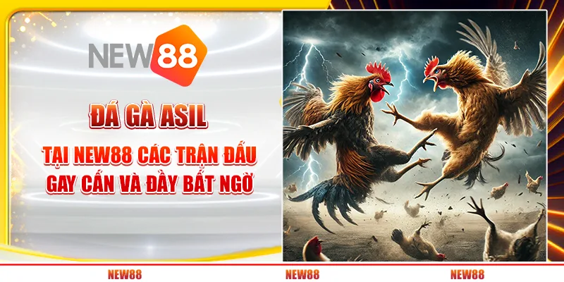 Đá Gà Asil tại New88 - Các trận đấu gay cấn và đầy bất ngờ