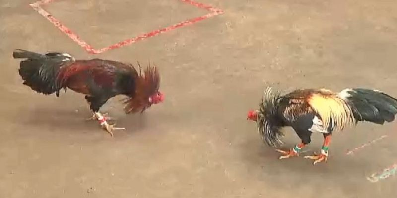 Nền tảng có nhiều tính năng đặc biệt